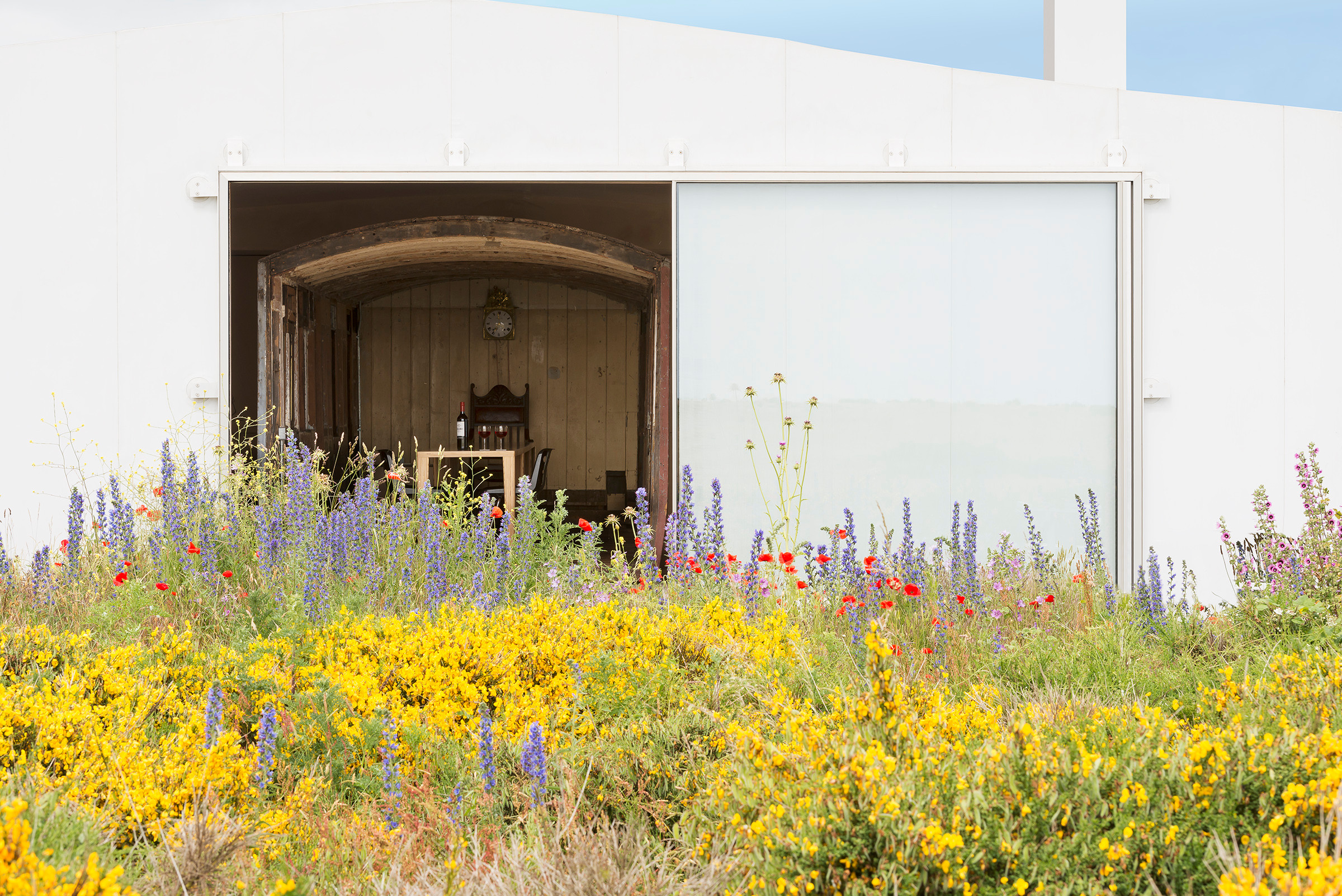 Wild Flowers